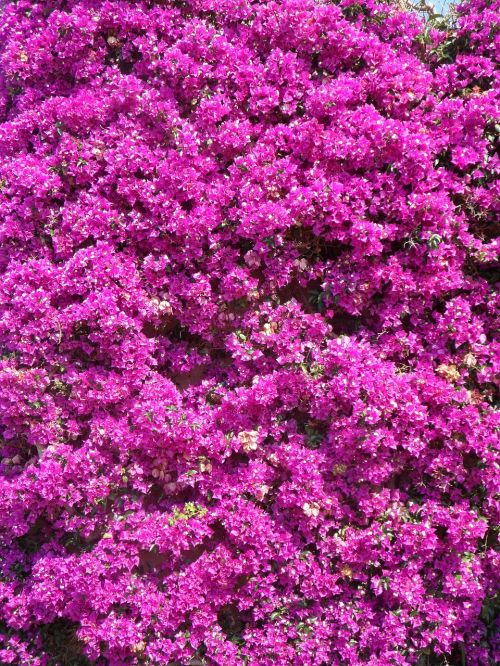 bougainvillea four o'clock plant triple flower