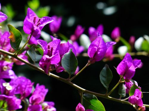 bougainvillea colorful flowers