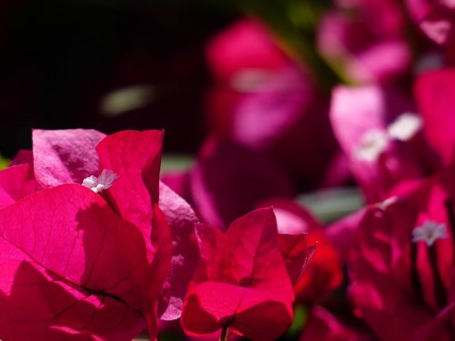 bougainvillea colorful flowers