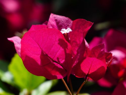 bougainvillea colorful flowers