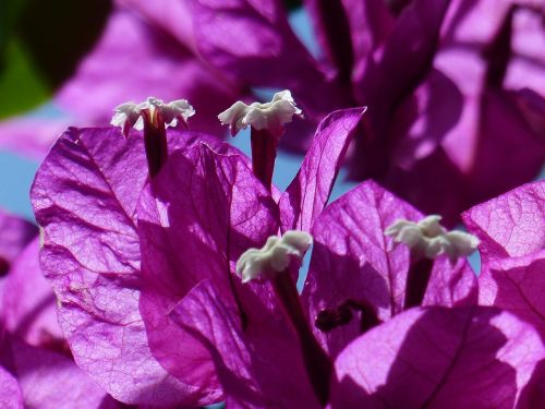 bougainvillea colorful flowers