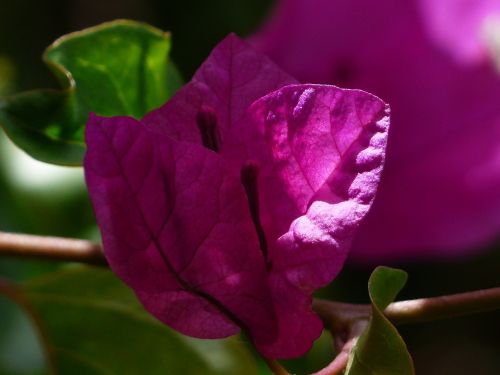 bougainvillea colorful flowers