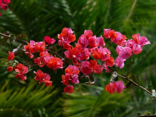 bougainvillea colorful flowers