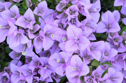 bougainvillea flower garden