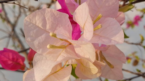 bougainvillea  flower  pink