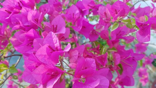 bougainvillea  flower  nature
