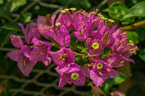 bougainvillea  flower  purple