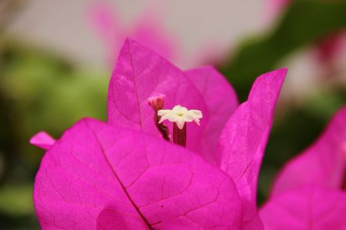 bougainvillea blossom bloom