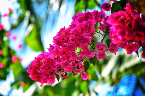 bougainvillea  flower  natural