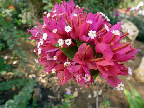 bougainvillea  bouquet  pink