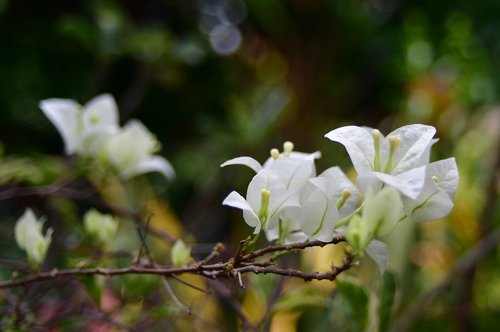 bougainvillea  white flower  petals
