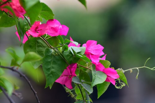 bougainvillea  red petals  red flower
