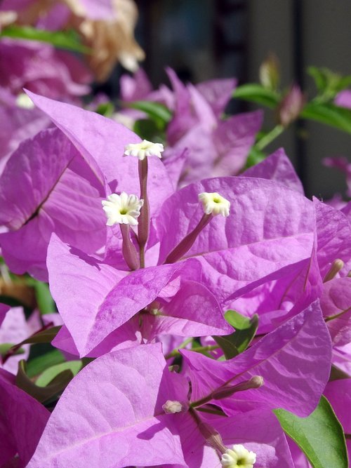 bougainvillea  flower  violet