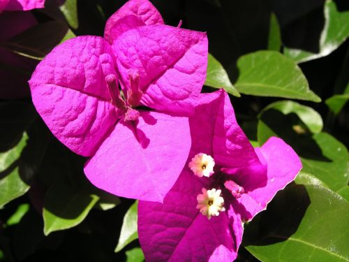bougainvillea purple flower