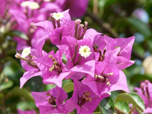 bougainvillea flower blossom