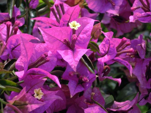 bougainvillea purple paper flower