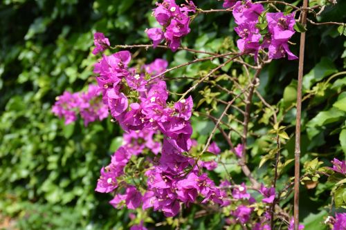 bougainvillea flowers garden