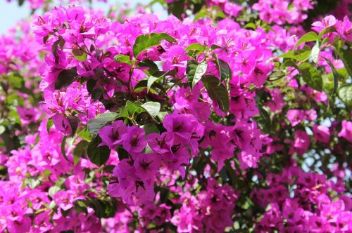 bougainvillea bush flowers