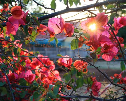 Bougainvillea And Sun Focus