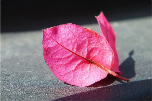 Bougainvillea Flower