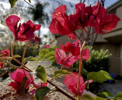 Bougainvillea Flowers