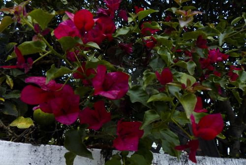 Bougainvillea Flowers