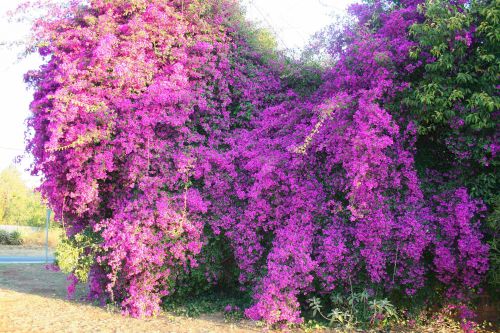 Bougainvillea Flowers In Sunlight