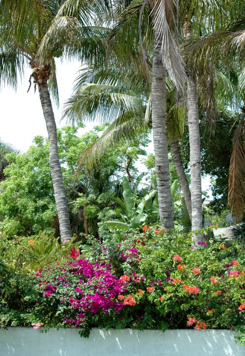 Bougainvillea Flowers Palm Trees