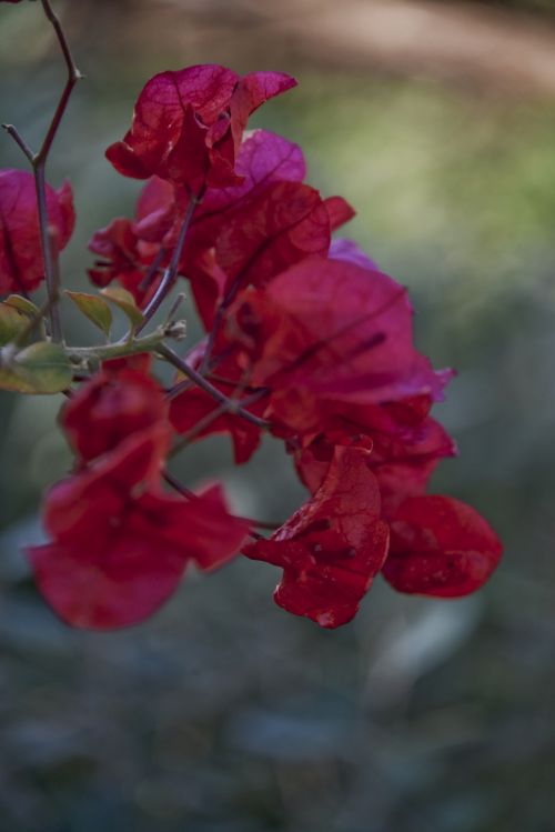 Bougainvillea In Red