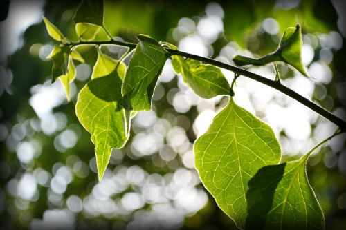 bougainvillea leafs leaves back light