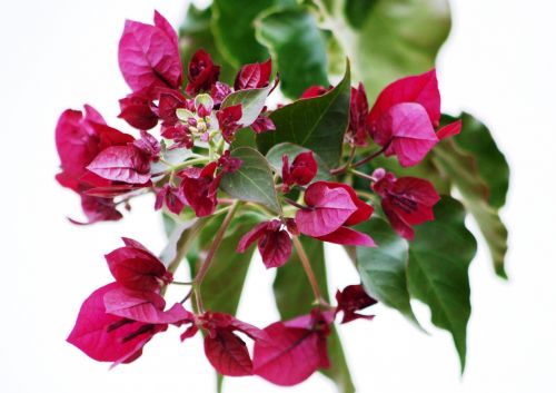 bougainvilleas flowering colors