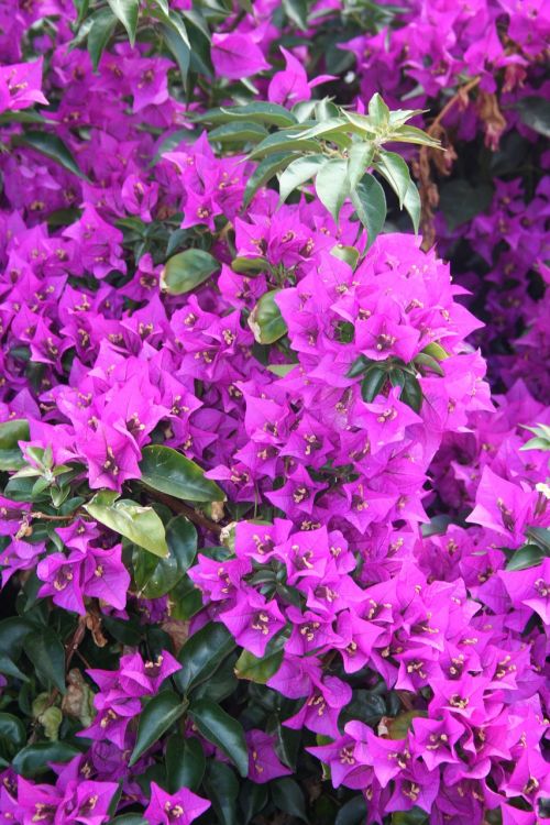 bougainvilleas plants flowers
