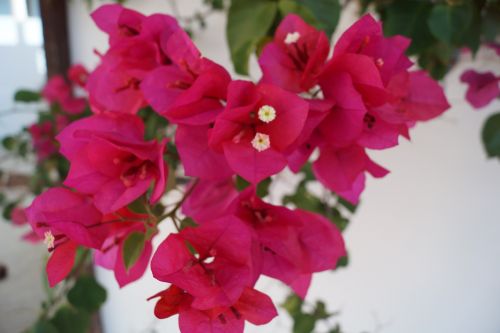 bouganvilea pink flower