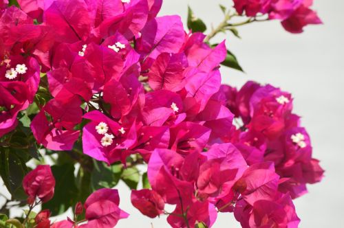 bougainvillea flowers pink