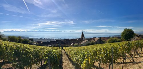 bougy-villars  vines  lake geneva