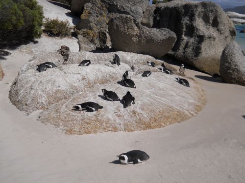 boulders penguin beach