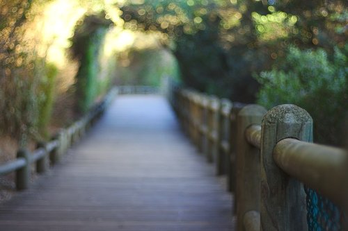 boulders  beach  path