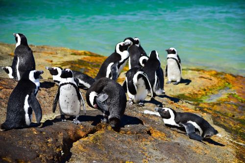 boulders beach south africa nature