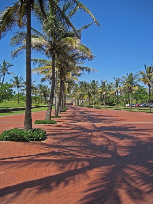 boulevard palm trees paving