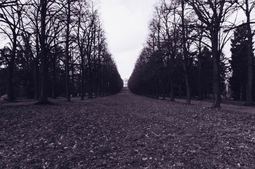 boulevard alley trees