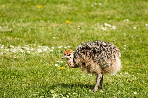 bouquet bird animal