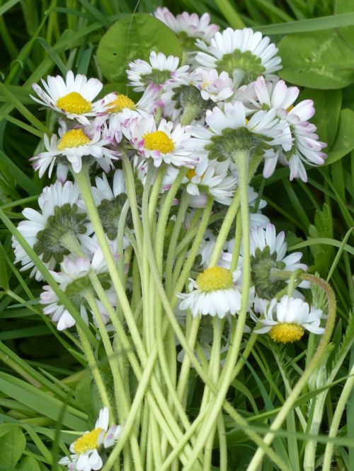 bouquet daisy blossom