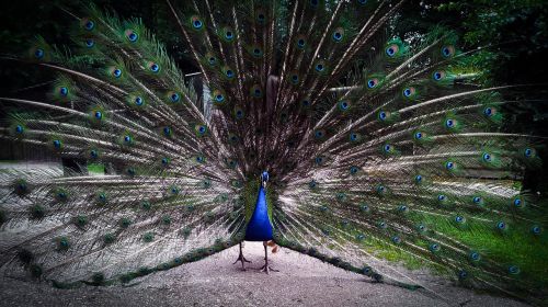 peacock bird wheel