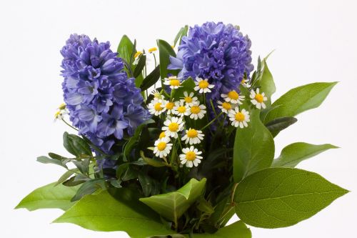 bouquet hyacinth hyacinthus orientalis