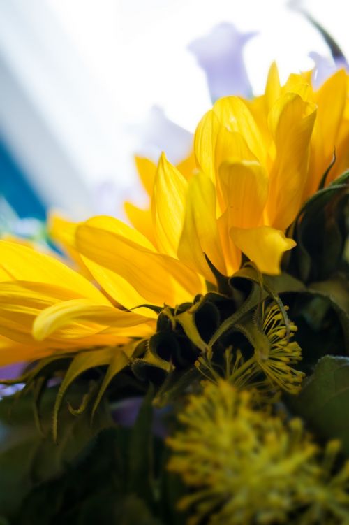 bouquet nature sun flower