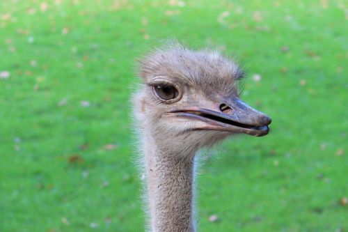 bouquet bird ostrich