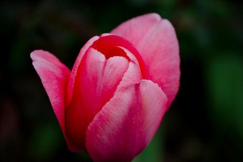 bouquet flower tulip