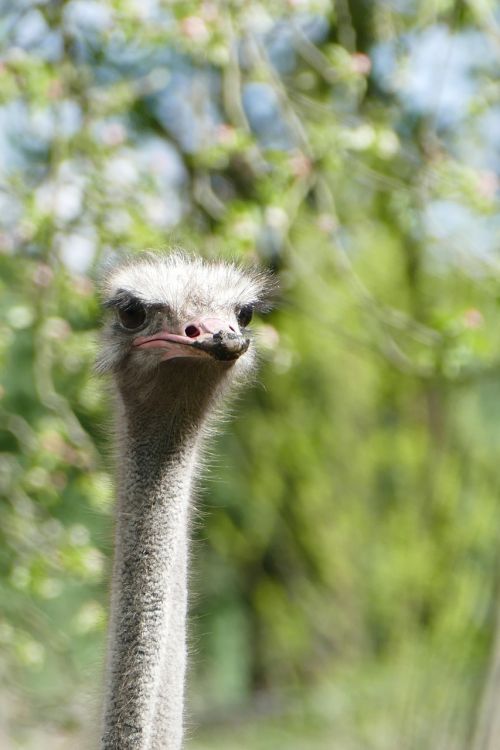 bouquet head animal