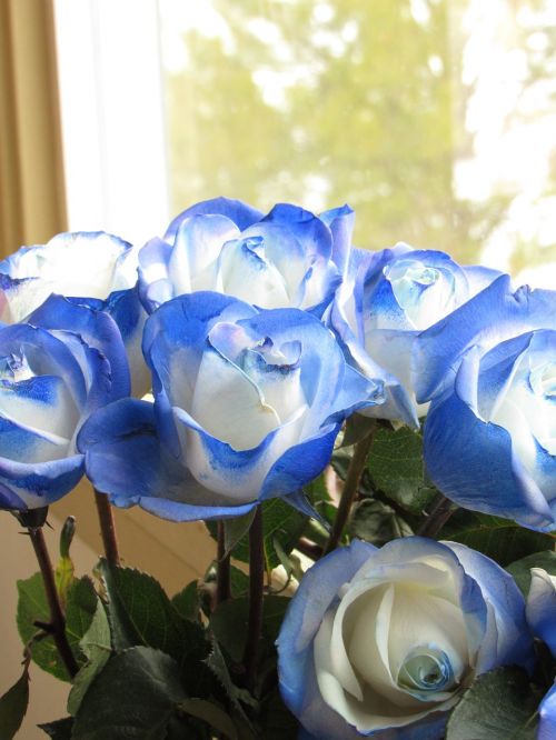 roses bouquet blue rose