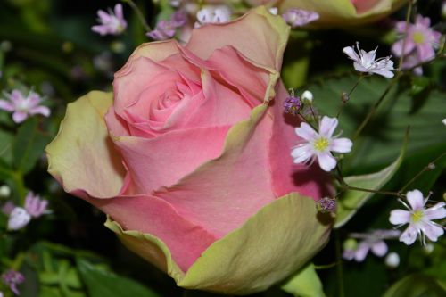 bouquet rose flowers